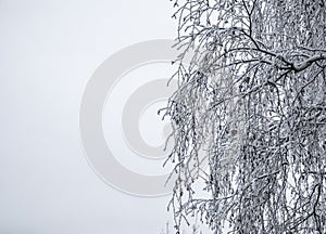 Snowy birch branches at winter day, tree covered by snow