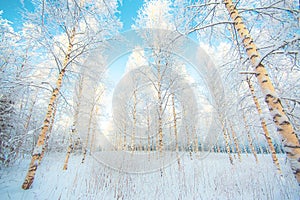 Snowy birch forest view from Sotkamo, Finland.