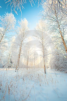 Snowy birch forest view from Sotkamo, Finland.