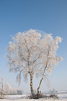 Snowy Birch Tree