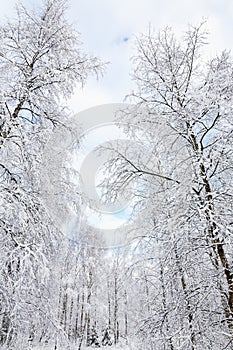 Snowy birch tree