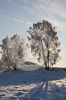 Snowy Birch tree