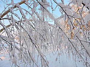 Snowy birch tree branches