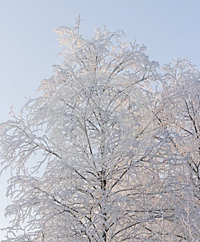 Snowy birch tree light blue sky