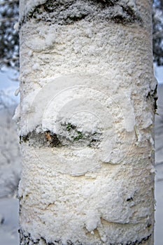 Snowy birch tree trunk