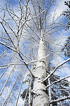 Snowy birch tree trunk
