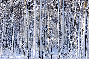 Snowy Birch Tree Trunks in Winter