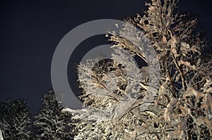 Snowy birch tree in winter