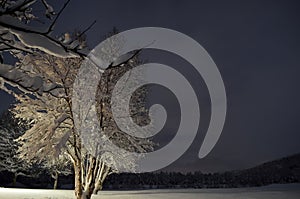 Snowy birch tree in winter