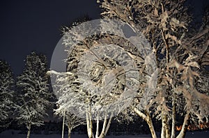 Snowy birch tree in winter