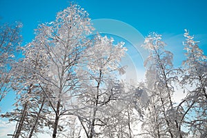 Snowy birch trees with a blue sky in the background