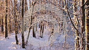 Snowy birch trees, Lithuania