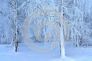 Snowy birch trees in misty foggy day.Cold winter in Europe