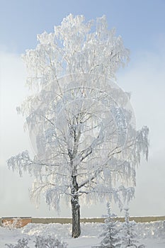 Snowy birch. Winter frost tree. December landscape.