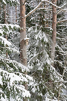 Snowy bird house on a pine tree. Wooden aviary of timber. Nest box in the forest, natural winter background pattern.