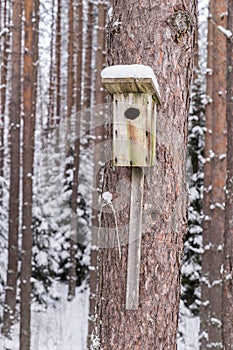 Snowy bird house on a pine tree. Wooden aviary of timber. Nest box in the forest,