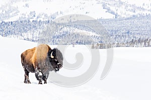 Snowy bison covered in snow in Yellowstone National Park