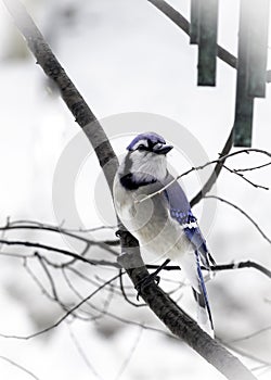 Snowy Blue Jay on Limb