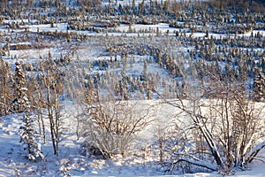 Snowy boreal forest