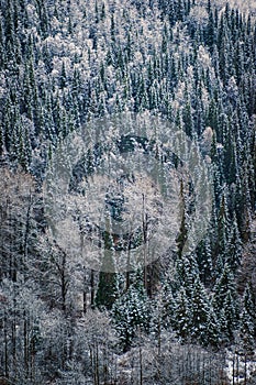 Snowy Boreal Forest - Northern Canada