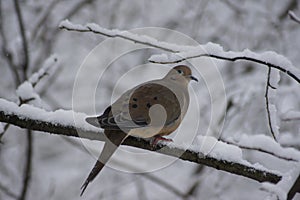 Snowy Branch Dove