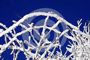 Snowy branches