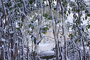 Snowy branches background and texture