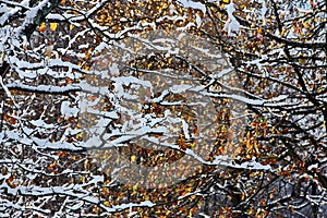 Snowy branches on a background of yellow foliage