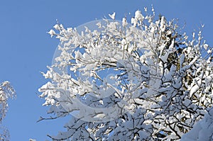 Snowy branches and treetop with blue sky and sunny wether