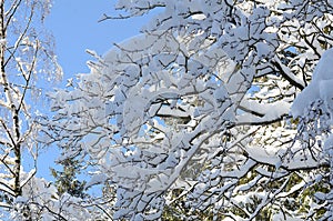 Snowy branches and treetop with blue sky and sunny wether