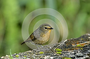 Snowy Browed Flycatcher - Female