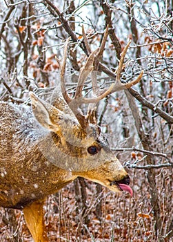 A Snowy Buck Mule Deer Licking the Branches