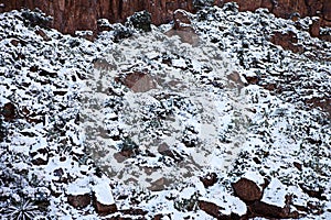 Snowy Cactus Desert Landscape