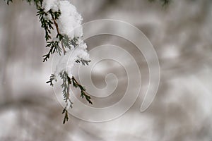 Snowy Cedar Branch