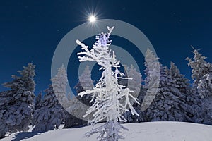 Snowy Christmas landscape. Moonlight night. Winter forest in snow. Full moon and starry sky.