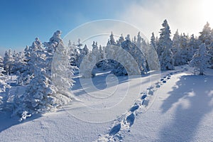 Snowy Christmas landscape. Sunny day. Winter forest in snow. Full moon and starry sky.