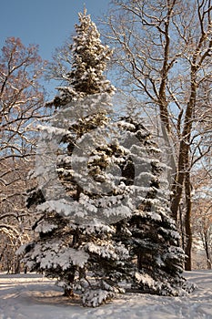 Snowy christmas trees