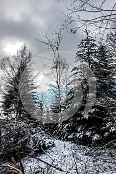 Snowy clearing in the middle of the winter forest