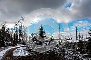 Snowy clearing in the middle of the winter forest