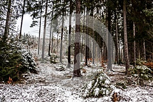 Snowy clearing in the middle of the winter forest