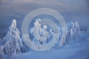 Snowy cold winter in the mountains landscape, trees in the snow in the morning, cold north wind. Ice fir trees, Christmas