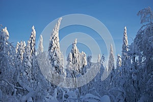 Snowy cold winter in the mountains landscape, trees in the snow in the morning, cold north wind. Ice fir trees, Christmas
