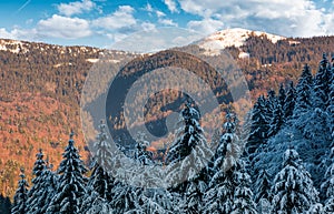 Snowy conifer forest in mountains