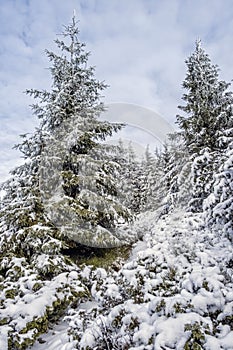 Zasnežený ihličnatý les v Nízkych Tatrách, Slovensko, zimná scéna