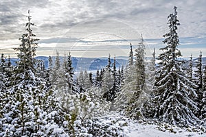 Snowy coniferous forest in Low Tatras mountains, Slovakia, winter scene