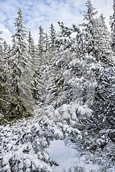 Snowy coniferous forest in Low Tatras mountains, Slovakia, winter scene