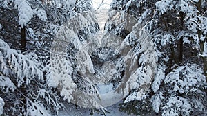 Snowy coniferous forest in winter day