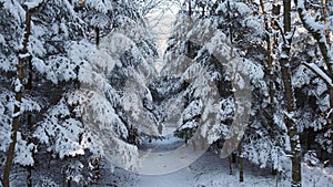 Snowy coniferous forest in winter day