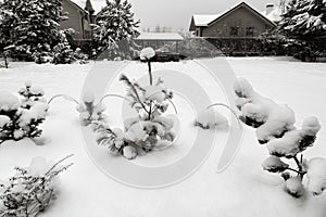 Snowy cottage garden. Cottage backyard  with  snowbanks of white snow and snowy pine trees