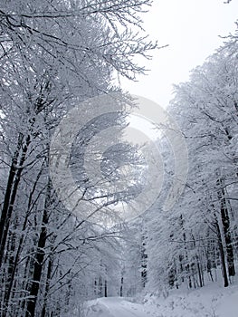 Snowy country road and frosty trees photo